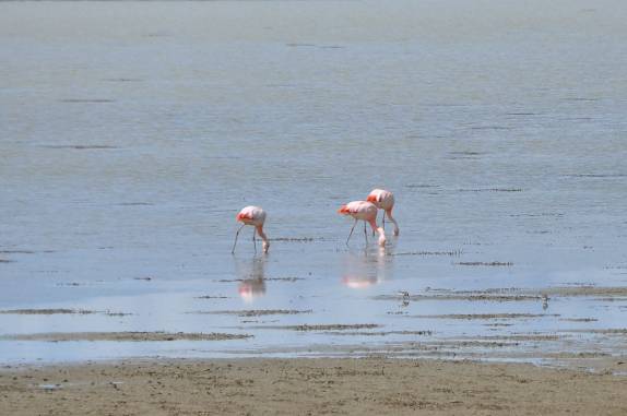 Flamingos em um lago na Terra do Fogo chilena